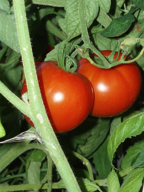 tomatoes-on-vine